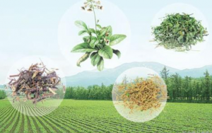 Read more about the article 数字化赋能中药产业转型升级